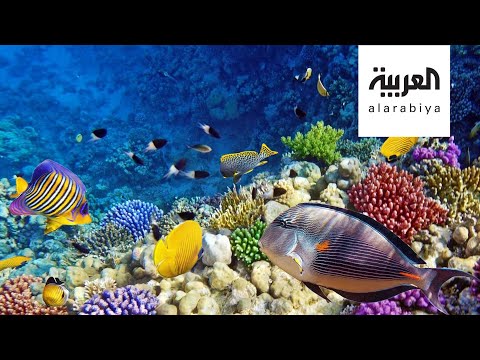 اليمن اليوم- شاهد: حماية الشعب المرجانية على طاولة دول مجموعة العشرين1710595/0