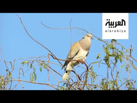 اليمن اليوم- شاهد: سعودي يوثّق طيور المملكة المهاجرة في كتاب مجاني1710743/0