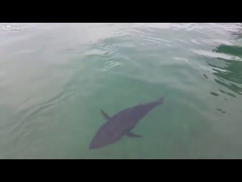 سمكة ضخمة تبتلع طائر نورس وتلفظه حيًا