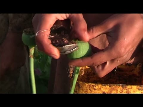 فيديو زراعة الخشخاش مصدر رزق للفقراء