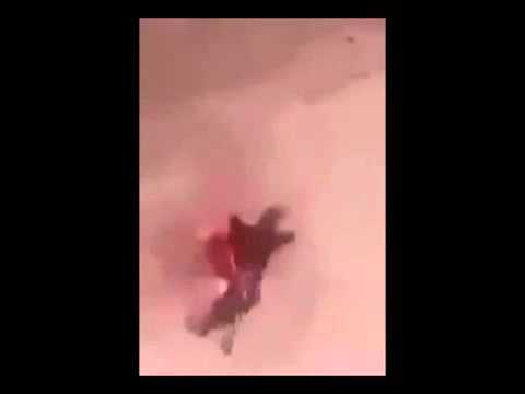 فيديو شاب يشعل النار في حمامة