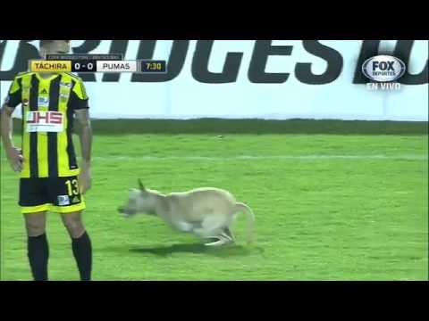 كلب “ظريف” يقتحم الملعب فى مباراة بكأس ليبرتادوريس