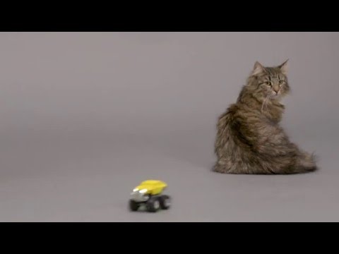 بالفيديو طوق ذكي يترجم مواء القطط إلى كلام منطوق