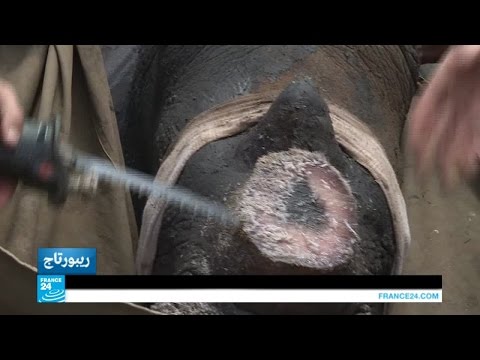 مزرعة خاصة لتربية وحيد القرن المهدد بالانقراض في جنوب أفريقيا