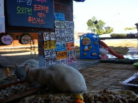 تلفزيون واقع لـ”القطط الضالة” يتصدر مواقع التواصل فى كوريا الجنوبية