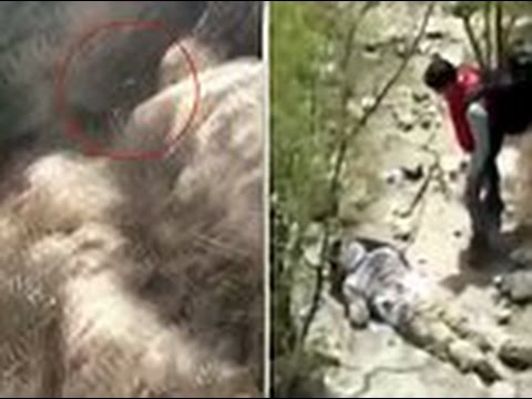 فيديو سائح ينجو من الموت بأعجوبة بعد سقوطه من فوق سور الصين العظيم