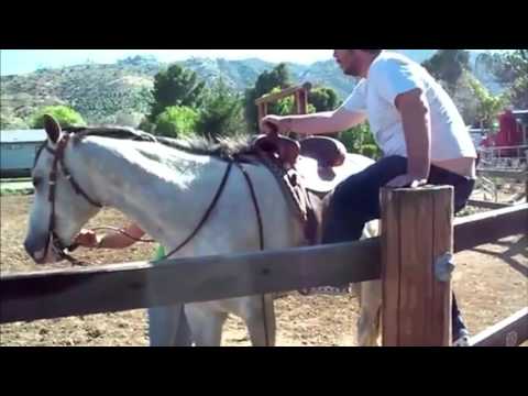 بالفيديو سكران حاول ركوب حصان فتلقى سقطة مروعة