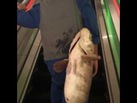 بالفيديو شاب يتجول إلى سمكة عملاقة في مول في الكويت