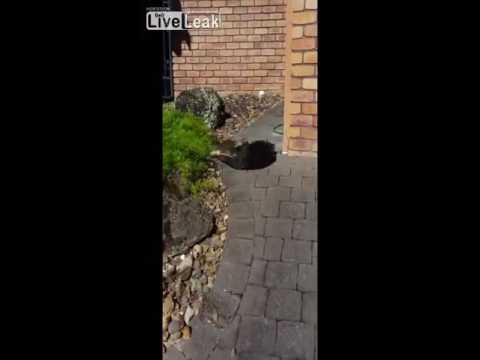 شاهد معركة بين قطتين أمام الكاميرا