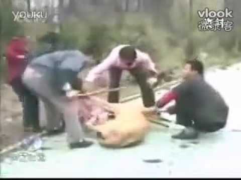 فيديو محاولة رجال إنقاذ فتاة من بين فكّي لبؤة