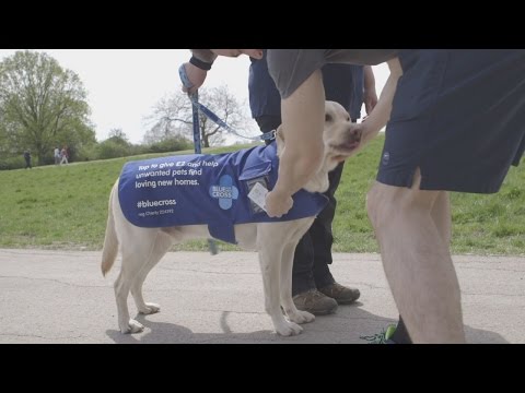 بالفيديو الكلاب تجمع التبرعات لأقاربهم المشردين