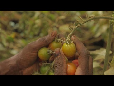 بالفيديو شاهد السنغال تؤكد الزراعة محرك النمو وزيادة الصادرات