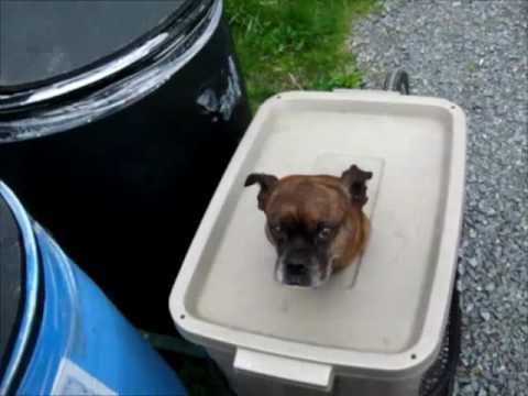 بالفيديو كلب يجلس في علبة بلاستيكية للتنزه مع صديقه