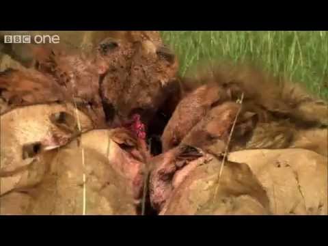 بالفيديو  3 رجال يهاجمون 15 أسدًا