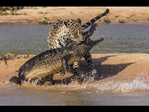 بالفيديو نمر الجاكور يفترس تمساحًا