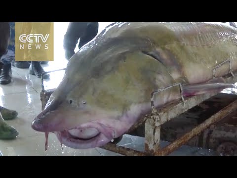 شاهد العثور على واحدة من أكبر الأسماك في العالم