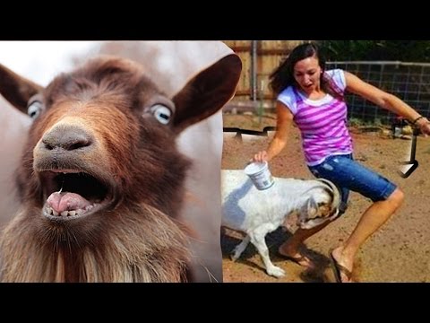 بالفيديو حيوانات مجنونة