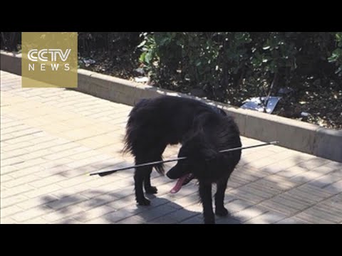 بالفيديو متطوعون ينقذون كلبًا ضالًا من سهم اخترق رأسه