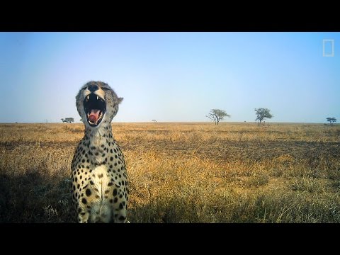 شاهد سيلفي الحيوانات البرية من تنزانيا