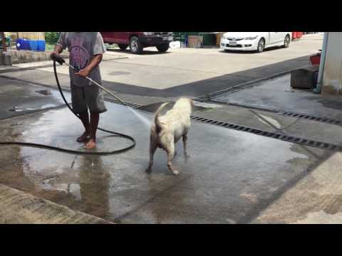 بالفيديو كلب ضال يستمتع بالاستحمام في مغسلة سيارات