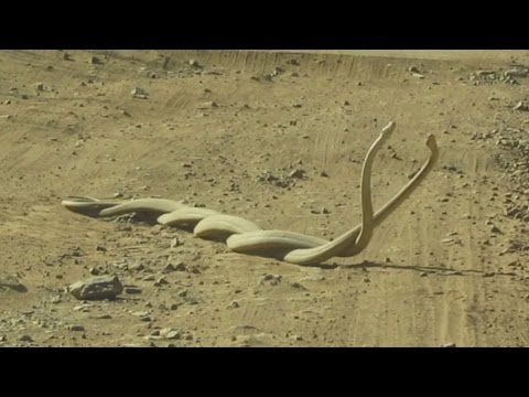 بالفيديو خناقة بين اثنين من الثعابين الأكثر سمية فى العالم