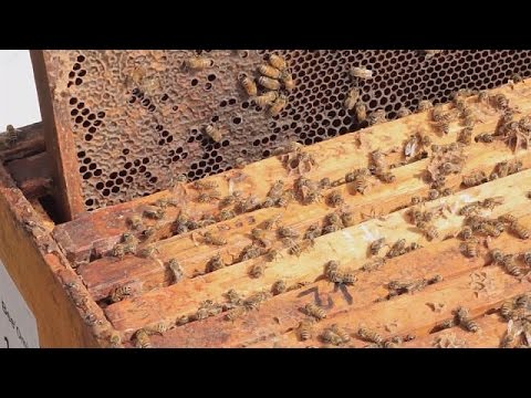 بالفيديو علماء كندا يبحثون عن ملكة متفوقة وراثيًا تحمي النحل من الانقراض