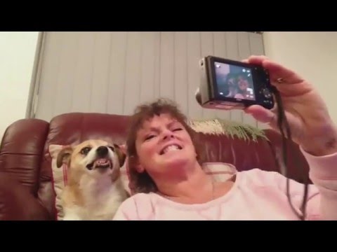 بالفيديو شاهد ماذا فعل كلب طلبت منه صاحبته أن يبتسم