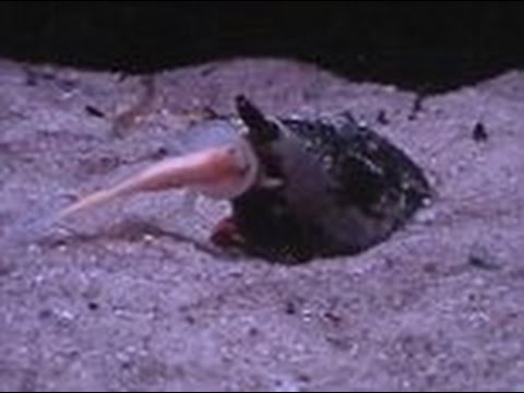 بالفيديو حلزون الكونوس يلتهم سمكة