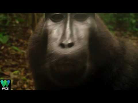 بالفيديو لقطات طريفة لقرد يتكلم