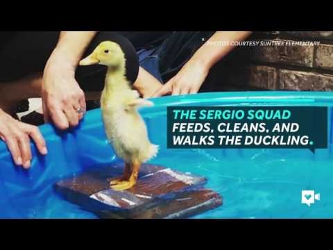 بالفيديو شاهد سيرجيو ذكر البط الأكثر حظا فى العالم