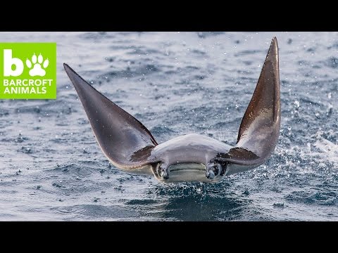 بالفيديو شاهد مشاهد رائعة لطيران أسماك الراي فى موسم الهجرة