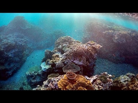 شاهد الحيَدُ المرجاني العظيم في أستراليا مهدد بالزوال