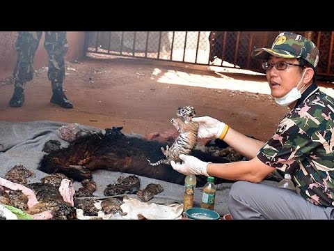 بالفيديو العثور على جثث أشبال نمور في معبد تايلاندي