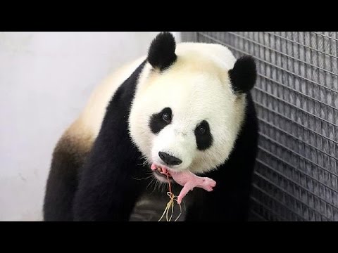 بالفيديو الباندا الصينية هاوْ هاوْ تُنجب ذَكرًا في حظيرة حيوانات بلجيكية