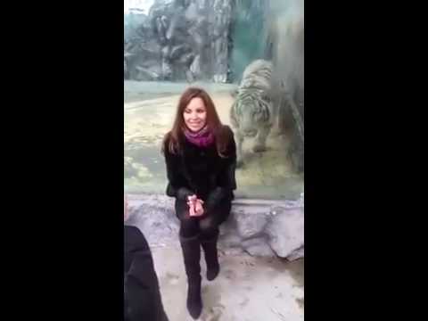 بالفيديو رد فعل فتاة انقض عليها نمر متوحش