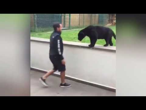 شاهد نمر أسود يهاجم رجلا من الخلف