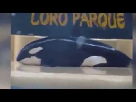 شهد حوت يحاول الانتحار في منتزه مائي