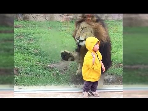 بالفيديو أسد يهاجم طفلا فى حديقة حيوان يابانية