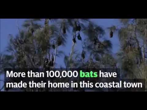 شاهد الخفافيش تحاصر إحدى المدن السياحية في أستراليا