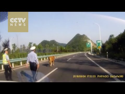 بالفيديو الشرطة الصينية تطارد عجل قطع الطريق السريع