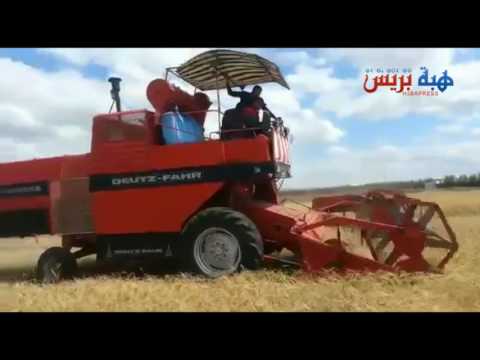 بالفيديو  استمرار الحصاد في نهار شهر رمضان