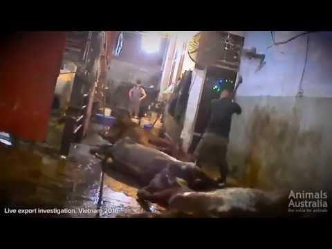 فيديو أبشع طريقة للتعامل مع الأبقار داخل مسلخ