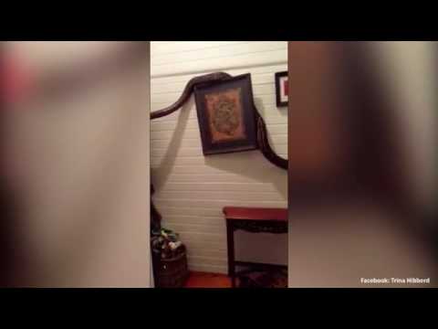 بالفيديو شاهد سيدة تعثر على ثعبان طوله 5 أمتار في حجرة نومها
