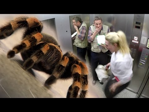 بالفيديو شاهد عنكبوت داخل جهاز الايباد يخرج منه للناس