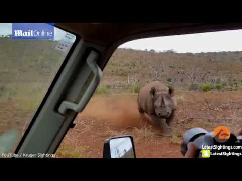 ماذا فعل وحيد قرن غاضب مع رجلين حاولا تصويره