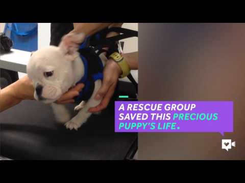 شاهد انقاذ حياة كلب يعاني من استسقاء الرأس