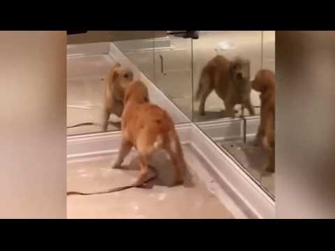 رد فعل كلب يشاهد انعكاسه في المرآة لأول مرة