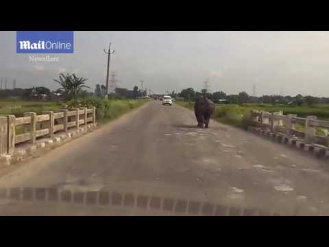 شاهد وحيد القرن يهاجم السيارات في الهند