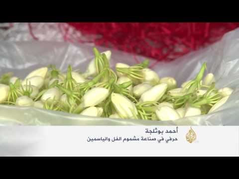 مشموم الفل والياسمين زراعة رائجة في تستور التونسية