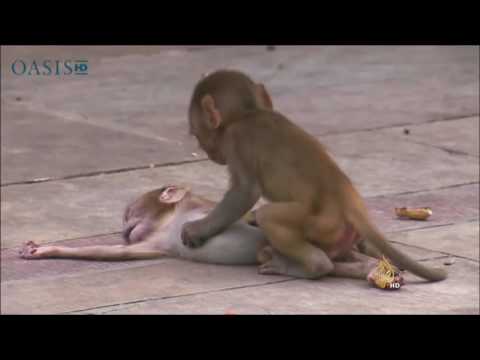 القرود تتشارك الحزن والحداد على الميت من قبيلتها